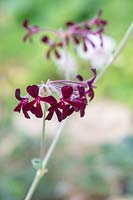 Pelargonium sidoides - South African Geranium 