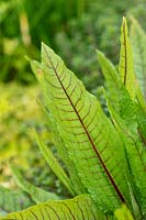 Rumex acetosa - Red veined Sorrel leaf 