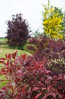 Red-leaved shrubs in curved border, in the colourful front garden of garden designer Karen Tatlow.
