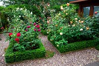 Buxus-edged borders in the traditional rose garden, in garden of designer Karen Tatlow. 