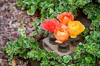 David Austin roses displayed in decorative mini vases. Designer Karen Tatlow's garden, Lichfield. 