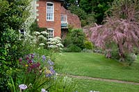 View across flower bed and lawn to Tamarix gallica - French Tamarisk - with house beyond