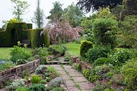 View along raised beds to lawn, Tamarix gallica - French Tamarisk - near trimmed hedge