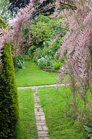 Looking down on lawn with narrow brick path, Tamarix gallica - French Tamarisk - overhead
