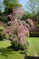 Tamarix gallica - French Tamarisk - in front of a narrow bed in a lawn
