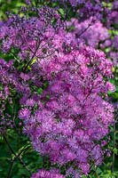 Thalictrum delavayi 'Hewitt's Double' - Chinese Meadow Rue 'Hewitt's Double'