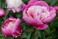 Paeonia 'Golden Fish in Pink Pond' - Peony 'Golden Fish in Pink Pond'