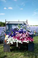 Open landrover piled high with cut delphinium consolida - Larkspur flowers. 