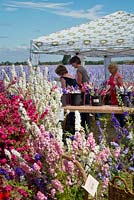 Flower farm florists making bouquets of larkspur to sell.