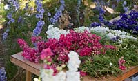 British cut-flowers, Delphinium consolida in magenta, white, blue and pink laid out on trestle table.
