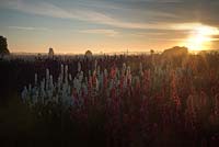 Sunrise over delphinium flower farm, England.