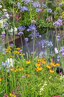 Mixed planting including Agapanthus, Helenium and Verbena in the 
'Brilliance in Bloom' garden
