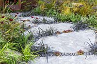 Stepping stone path with Ophiopogon nigrescens, Sempervivum and 
decorative pebbles in the 'Elements Mystique Garden', 
sponsored by Elements Garden Design
