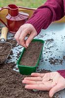 Woman sowing Cleome hassleriana seeds in seedtray