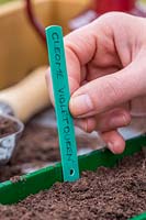 Woman adding plant label to newly sown seedtray with Cleome hassleriana