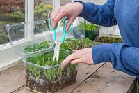 Woman using scissors to cut pea shoots growing in plastic trays. 