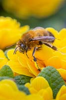 Bee on Primula Prima 'Belarina Goldie' 