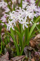 Chionodoxa forbesii 'Pink Giant'- Glory of the Snow 'Pink Giant'