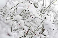 Rosa canina - Dog rose covered by snow.