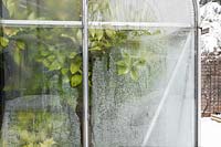 Citrus leaves in a greenhouse photographed from outside in winter. The glass is frozen and covered with ice crystals.

