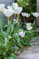 White tulips - Tulipa - in a narrow bed in front of a light blue or grey wooden wall 
