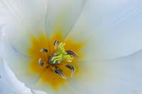 A view from above into one tulip - Tulipa - to show yellow centre, stigma and stamens