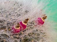 Mammillaria hahniana with red seedpods