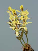 Pelargonium oblongatum flowers
