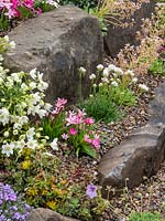 Alpine rock garden with pink flowers of Rhodohypoxis
