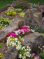 Alpine rock garden with pink and red Rhodohypoxis plus other flowering alpines