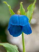 Meconopsis grandis 'Jim's Ex' - Blue Poppy