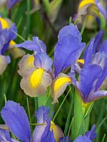 Iris X hollandica 'Gypsy Beauty' - Dutch Iris