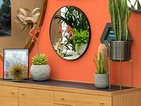 Succulents as houseplants in a home environment including Sanseveria and 
Echeveria in pots