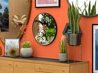 Succulents as houseplants in a home environment including Sanseveria and 
Echeveria
