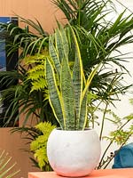 Sansevieria trifasciata in a pot being used as a houseplant in a modern contempory setting