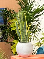 Sansevieria trifasciata being used as a houseplant in a modern contempory setting.