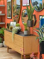 Succulents as houseplants on a sideboard, plants include Sanseveria and Echeveria.