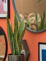 Sansevieria trifasciata being used as a houseplant in a modern contempory
 setting