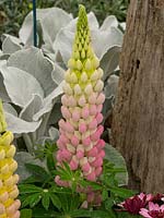 Lupinus 'Luxton Strain' - Lupin - with silver foliage in background