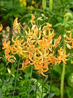 Lilium martagon 'Orange Marmalade' - Martagon Lily