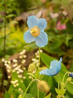 Meconopsis betonicifolia syn. Meconopsis baileyi - Himalayan Blue Poppy