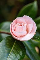 Camellia japonica 'Bryan Wright' - opening bud