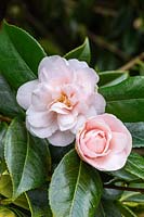 Camellia japonica 'Bryan Wright'