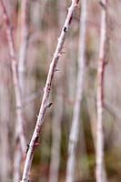 Rubus cockburnianus - White Stemmed Bramble - bare stem 