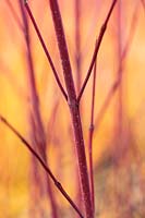 Cornus alba 'Sibirica Ruby'  - Dogwood - colourful stems
