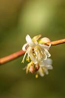 Lonicera x purpusii 'Winter Beauty' - Honeysuckle