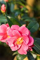 Camellia 'Maud Messel'