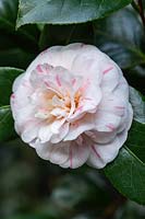 Camellia japonica 'Marguerite Gouillon'