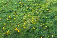 Crocus naturalised in grass in morning dew
