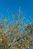 Chimonanthus praecox 'Luteus' - Yelloe Wintersweet - flowering against a blue sky